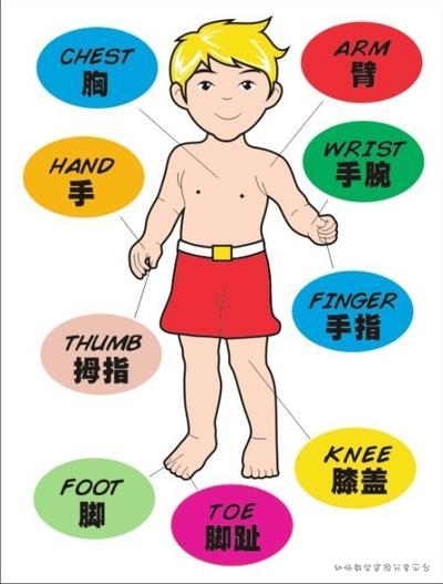 幼儿园小班健康教案:我爱我的身体