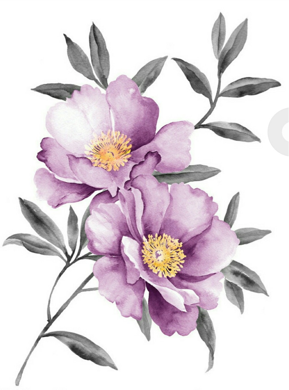 一花一世界