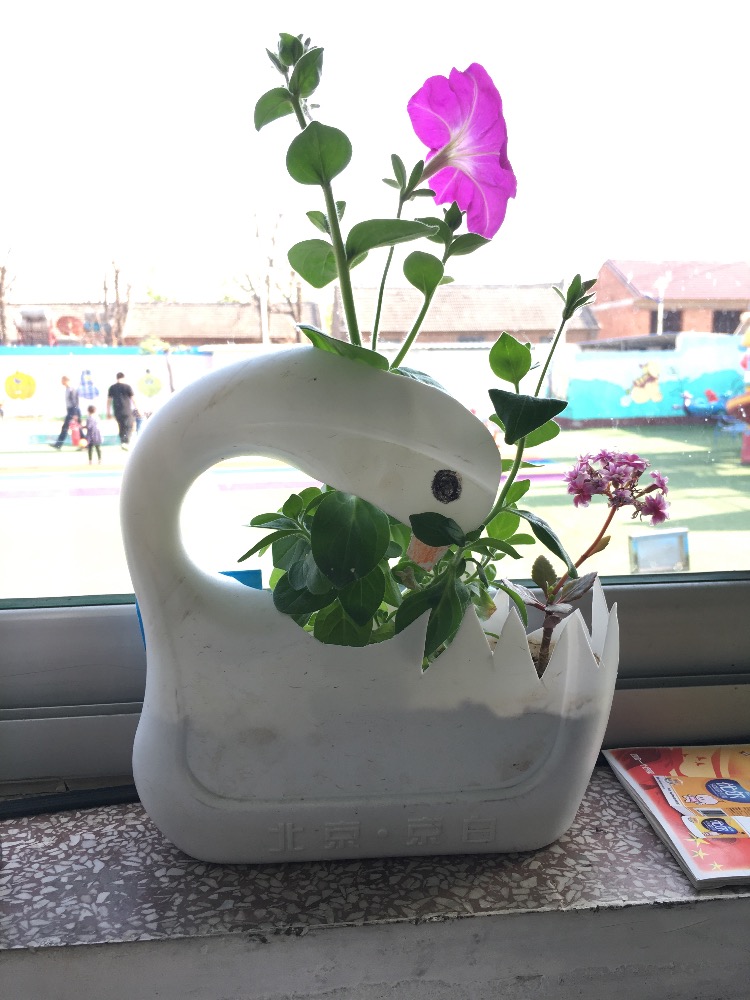 自制洗衣液瓶花盆——幼儿教师网_师乐汇