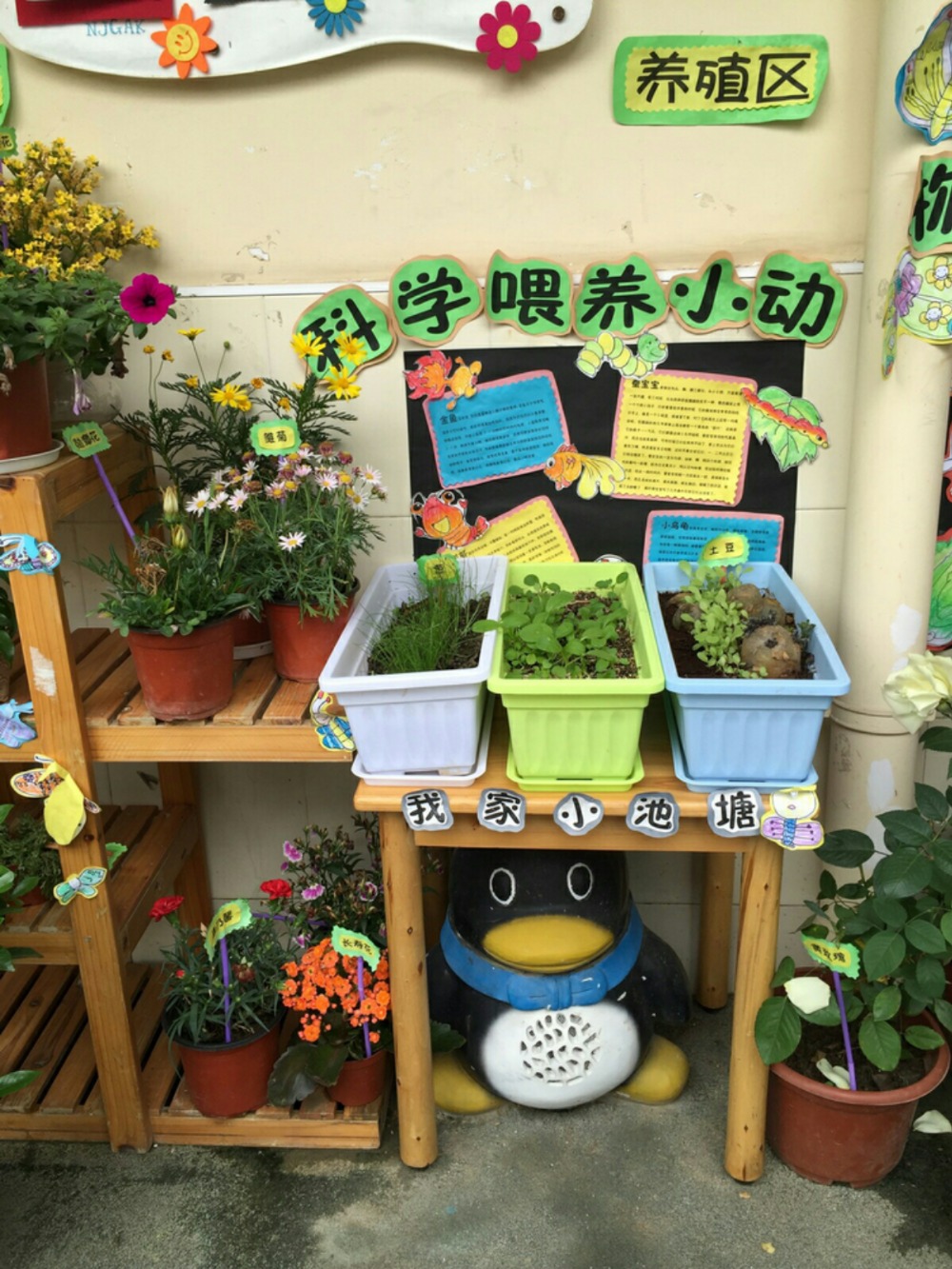 幼儿园环境创设科学喂养小动物——师乐汇幼儿教师教育网